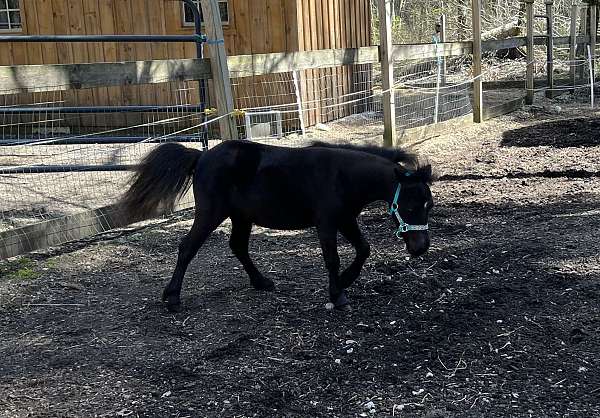black-filly-miniature-horse