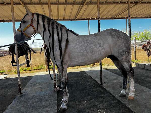 fei-andalusian-horse