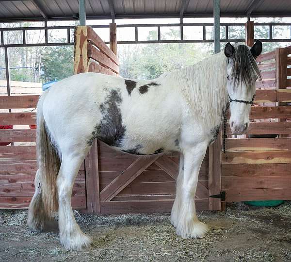 shire-clydesdale-mare