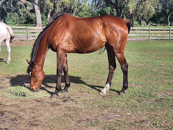 back-thoroughbred-horse