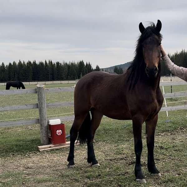 12-friesian-half-arabian-horse