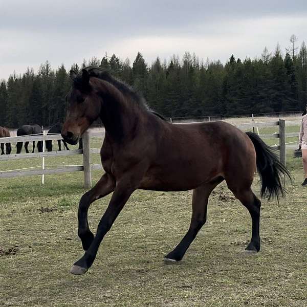 approved-half-arabian-horse