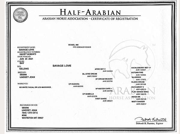 compete-half-arabian-horse
