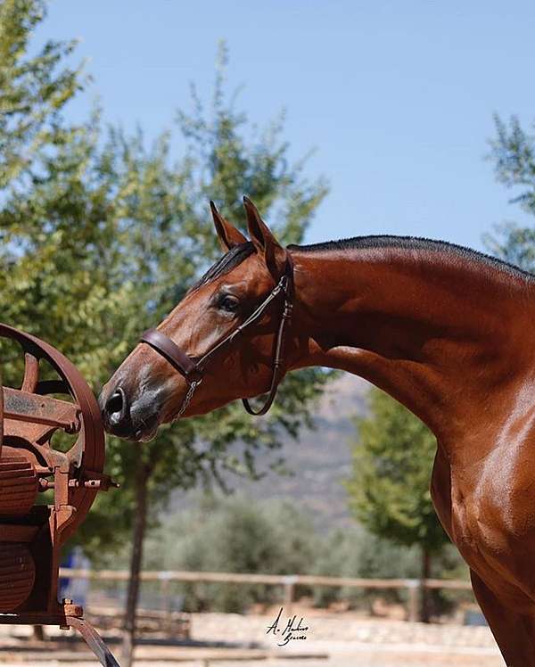 chestnut-pre-mare-foal