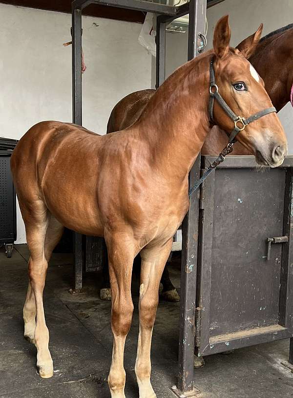 pre-mare-andalusian-horse