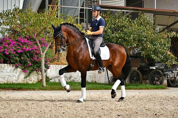 big-mover-andalusian-horse