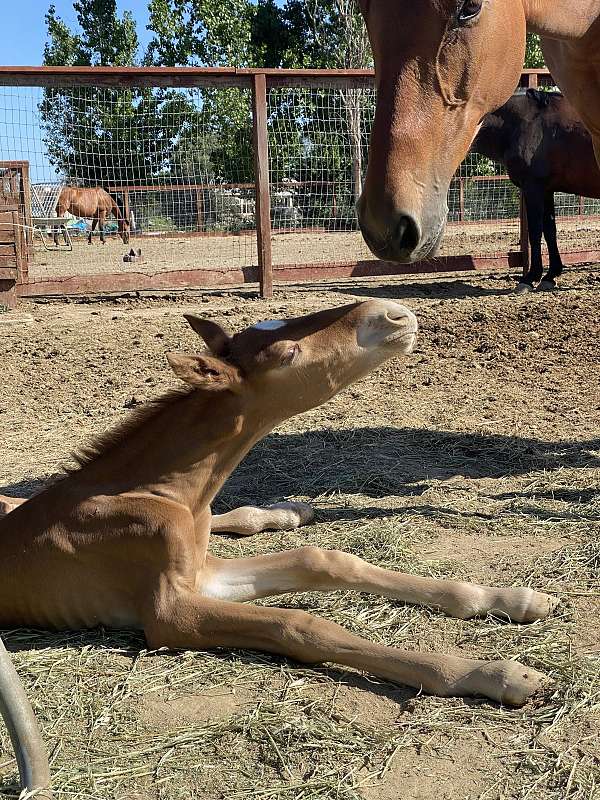 embryo-andalusian-horse