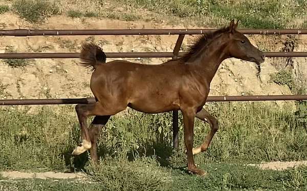 all-ages-half-arabian-horse