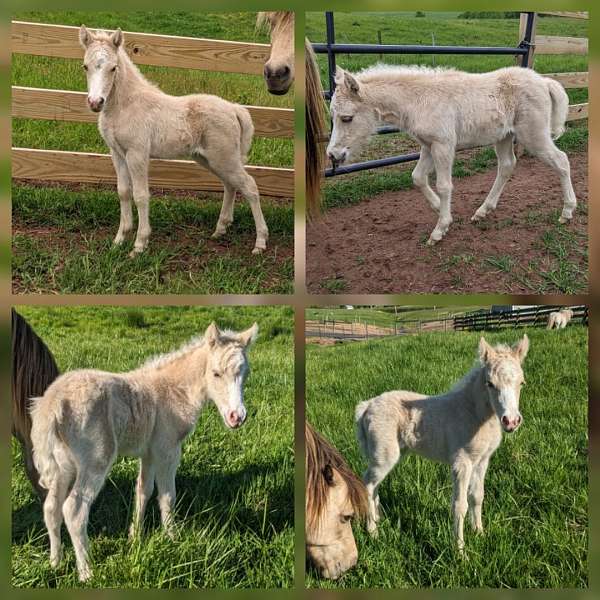 all-around-miniature-horse