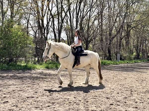 cremello-blaze-two-hind-socks-horse