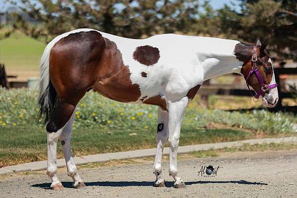 coolest-paint-horse