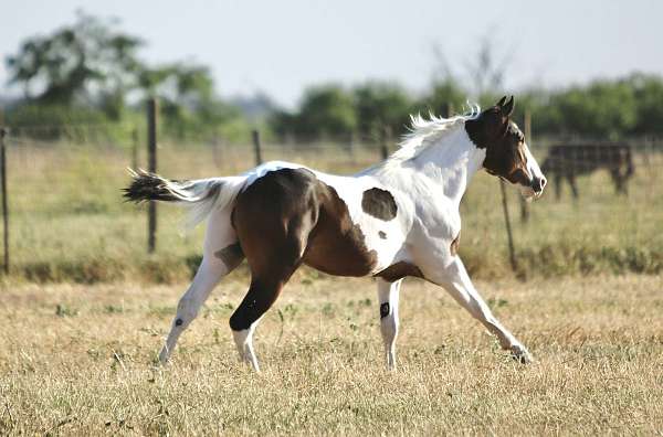 trainability-gelding