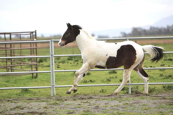 all-around-paint-horse