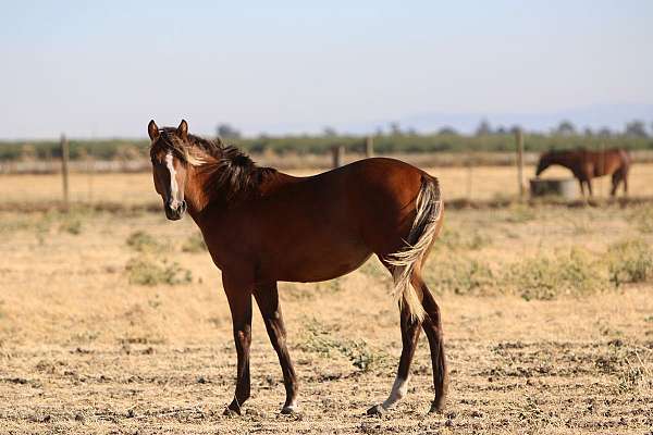 silb-stripe-2-socks-horse