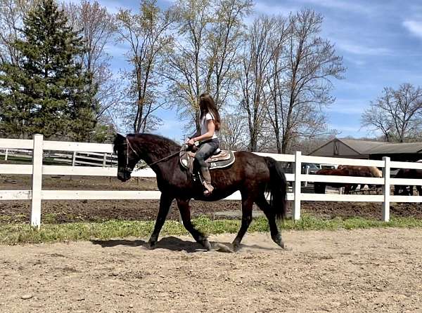 all-around-friesian-horse