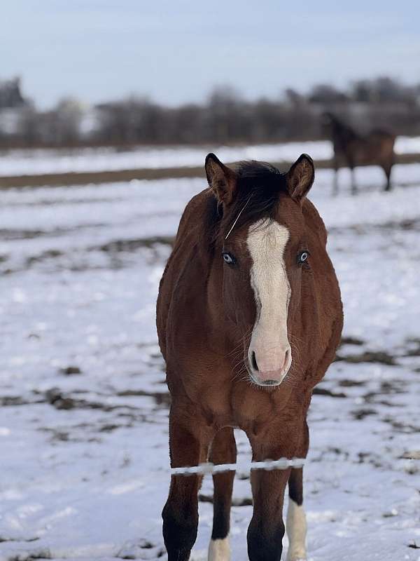 blue-eyes-stocking-legs-zebra-stripes-horse