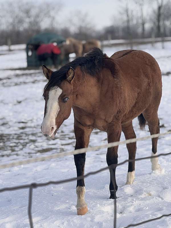 dunskin-blue-eyes-stocking-legs-zebra-stripes-horse