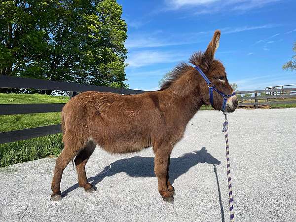 donkey-gelding