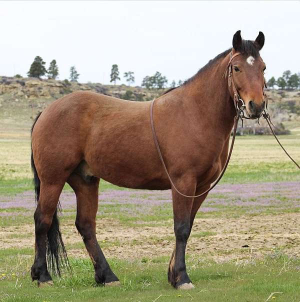 around-draft-horse