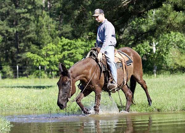 western-riding-mule