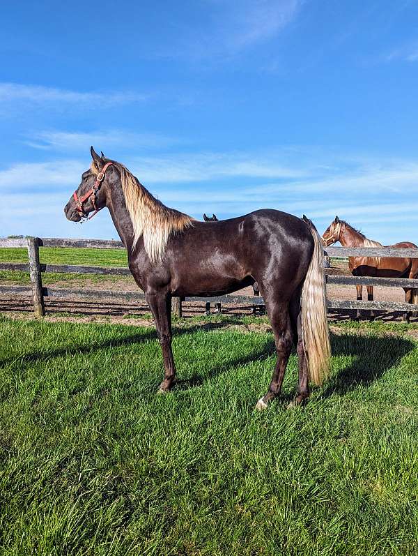 chocolate-kentucky-mountain-colt-gelding