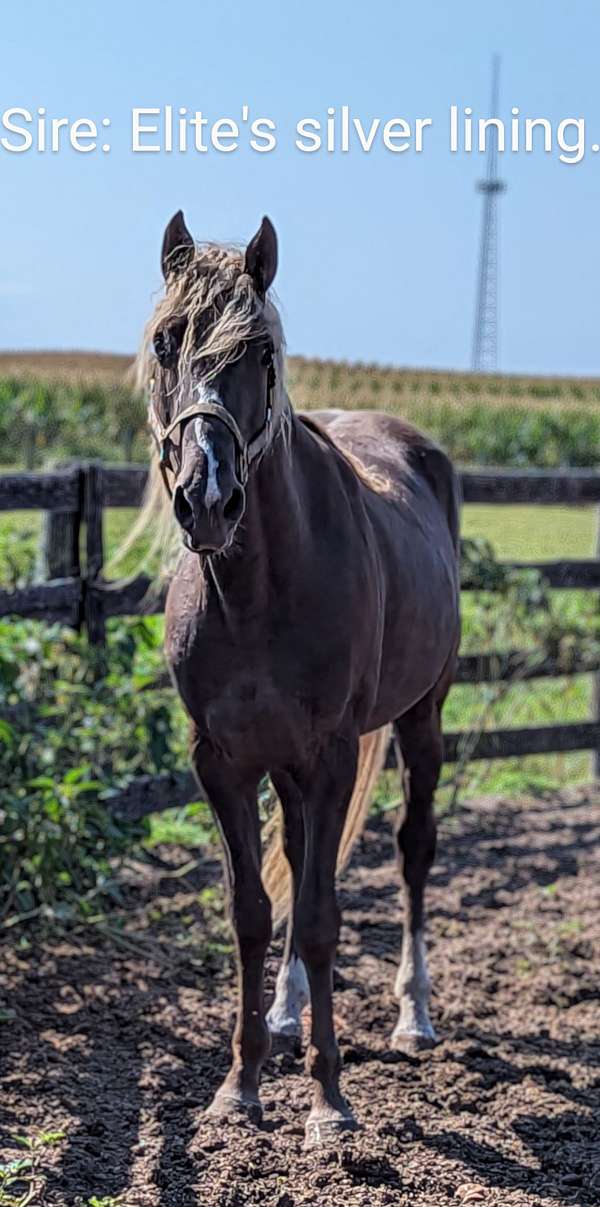 chocolate-colt-gelding-for-sale