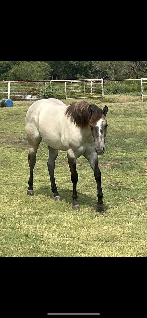 grey-husban-horse