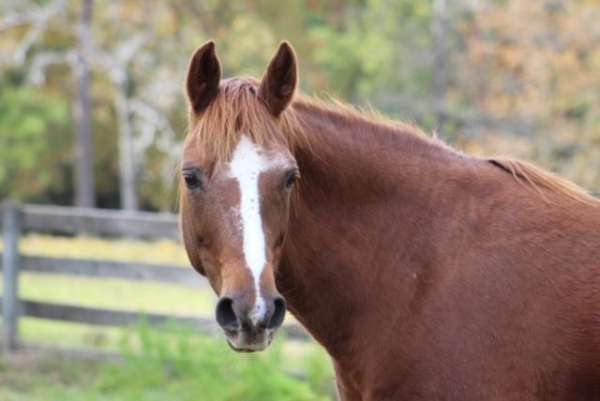 blaze-4-white-coronary-bands-horse