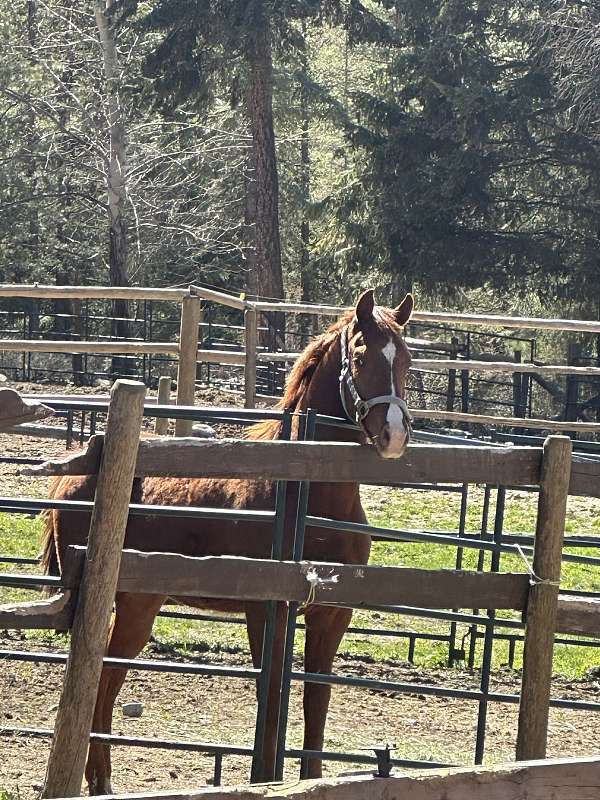chestnut-knabstrupper-colt-stallion