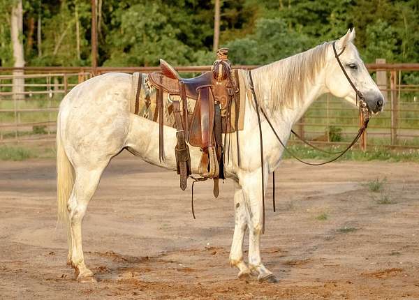 grey-quarter-horse-mare