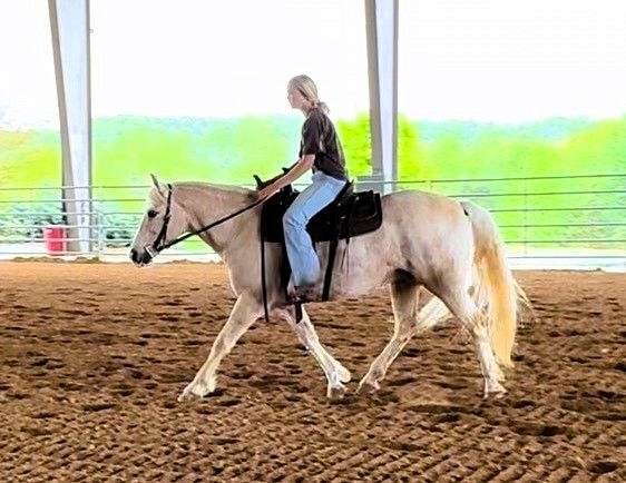 palomino-see-pics-horse