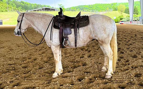 flashy-draft-horse