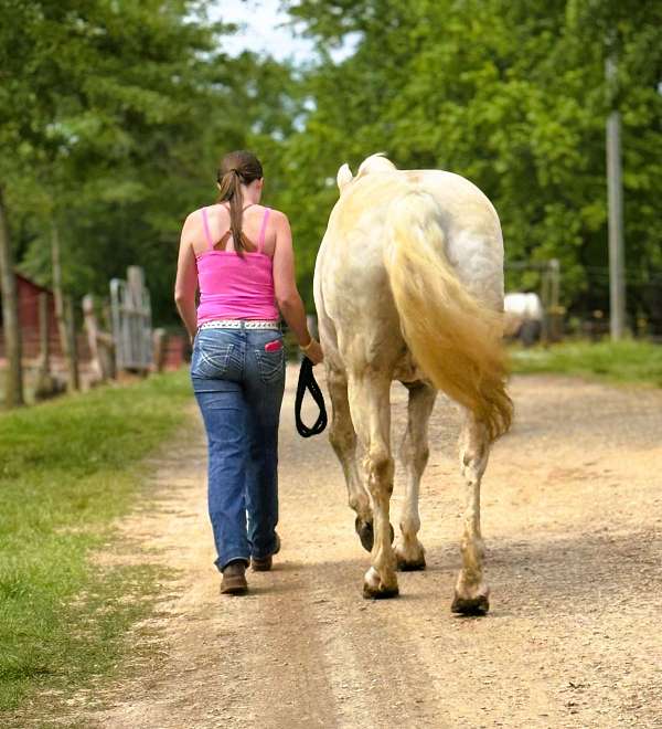 husband-safe-draft-horse