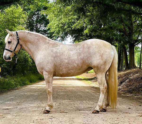 all-around-draft-horse