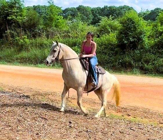 gentle-draft-horse