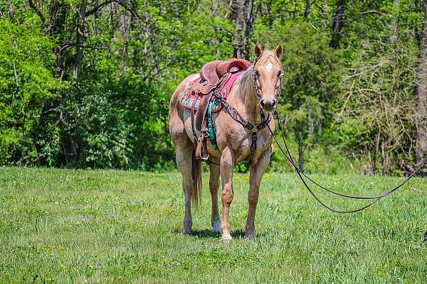 all-around-quarter-horse