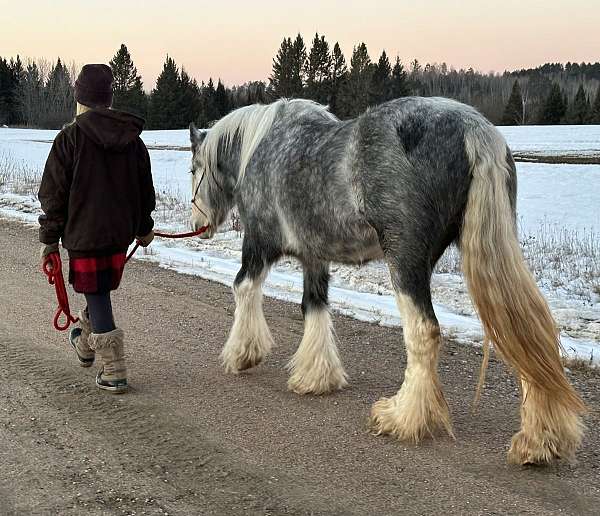 mare-gypsy-vanner-horse