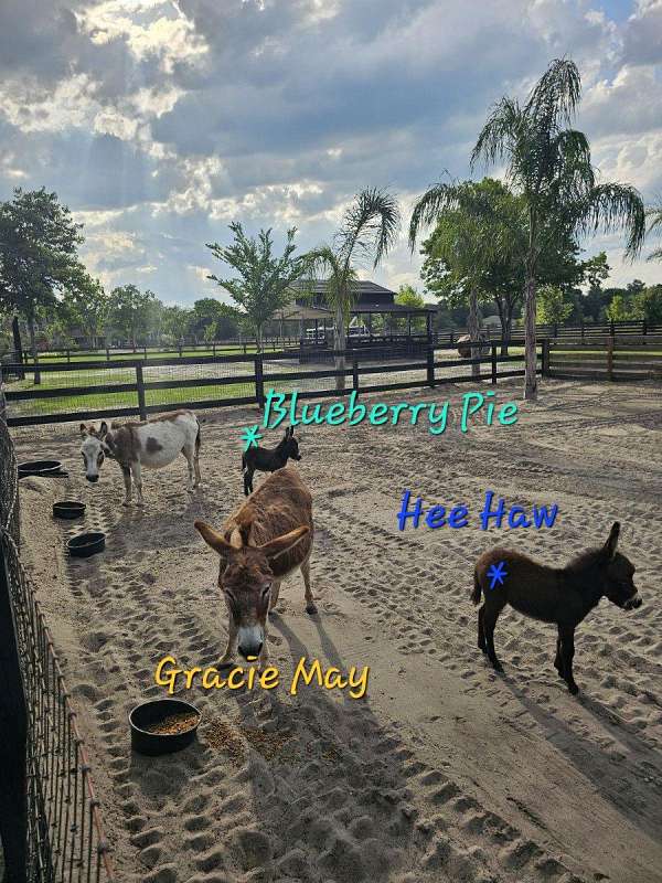 horsemanship-trained-donkey