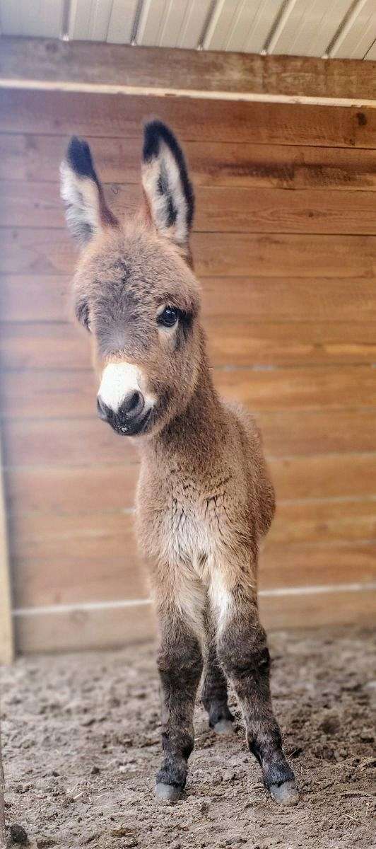 amazing-miniature-donkey