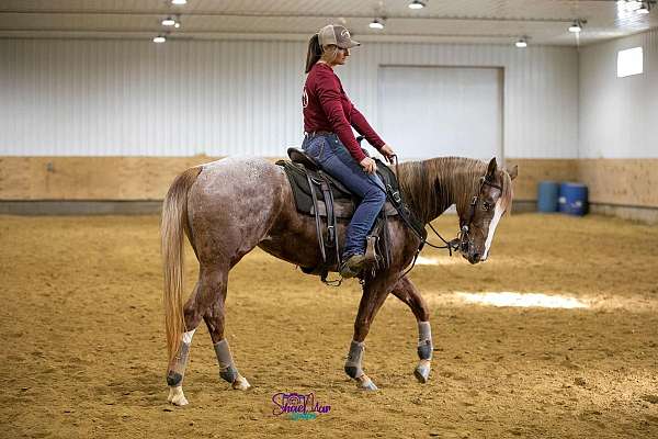 american-ranch-horse-association-mare