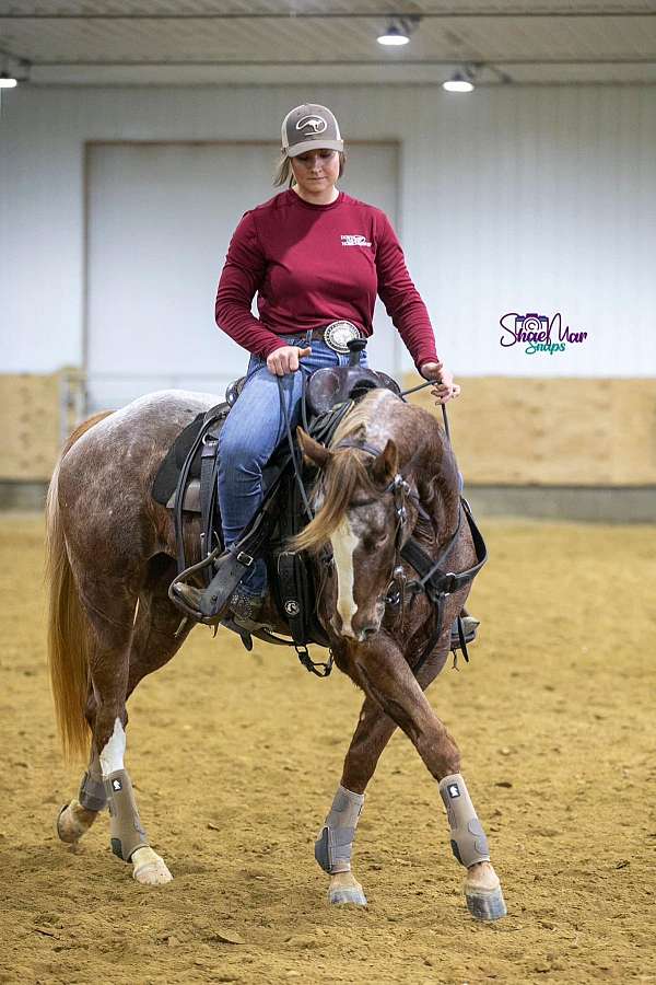 american-ranch-horse-association