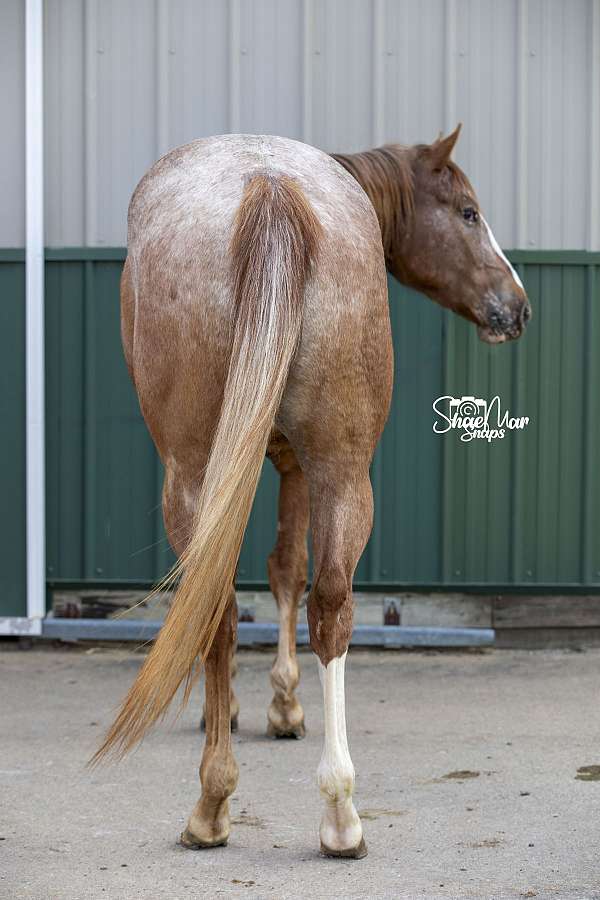 red-roan-blaze-stocking-horse