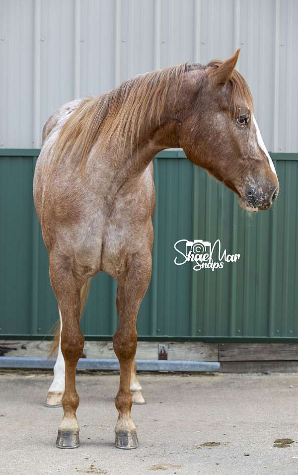 great-potential-appaloosa-horse