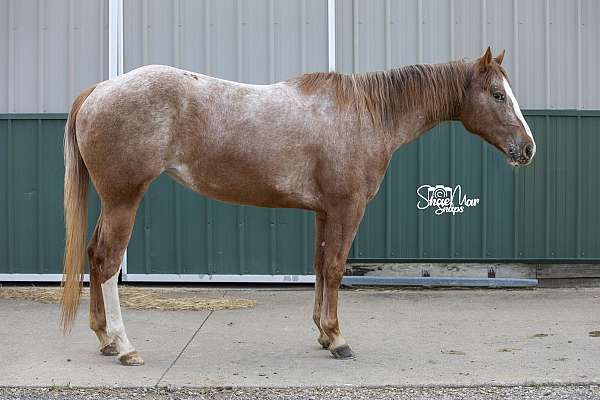 hauled-appaloosa-horse