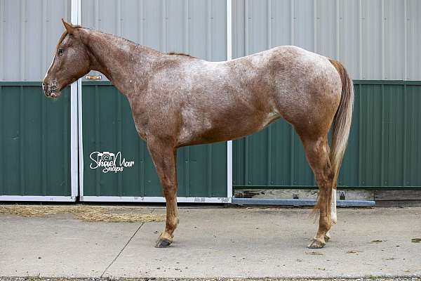 in-training-appaloosa-horse