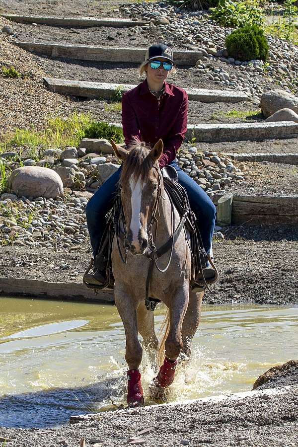 american-ranch-horse-association-appaloosa