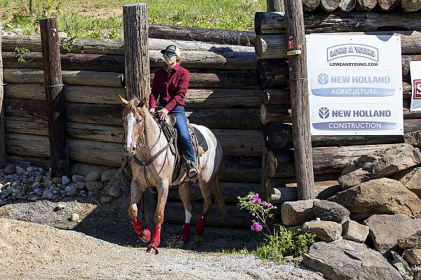 parks-appaloosa-horse