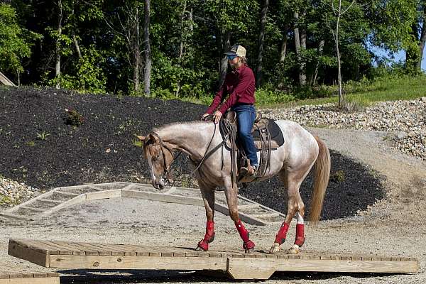 action-appaloosa-horse