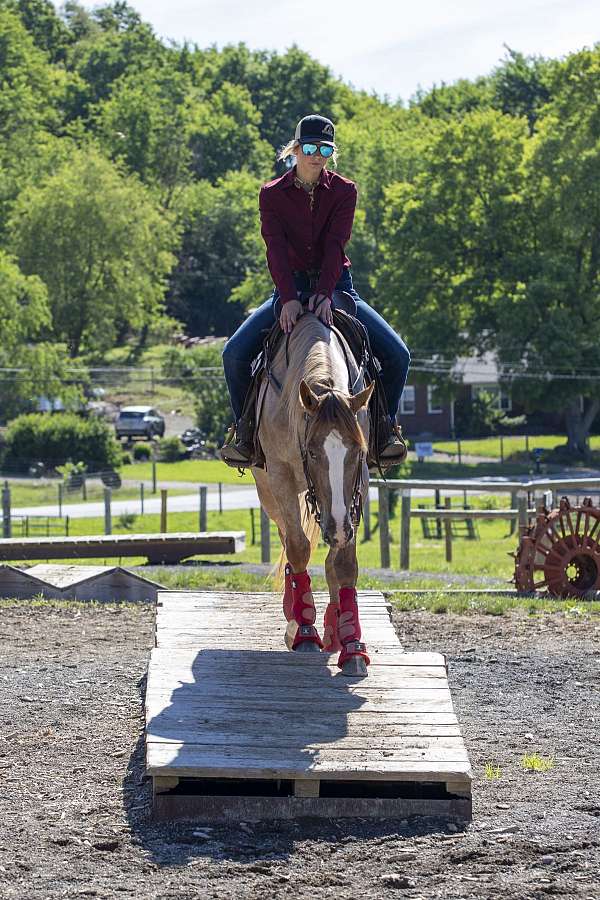 ranchy-appaloosa-horse