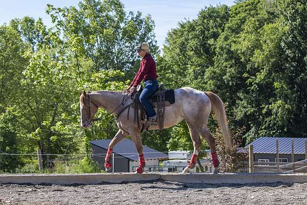 relaxed-appaloosa-horse